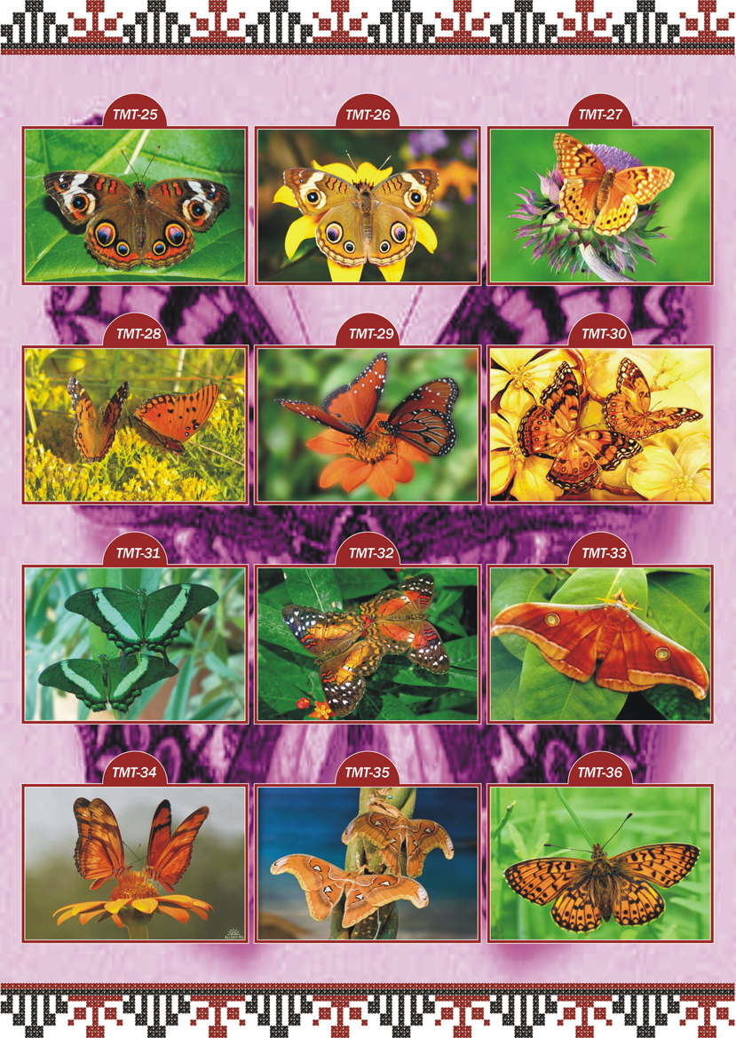 Каталог эскизов Животные Метелики ТМТ 3